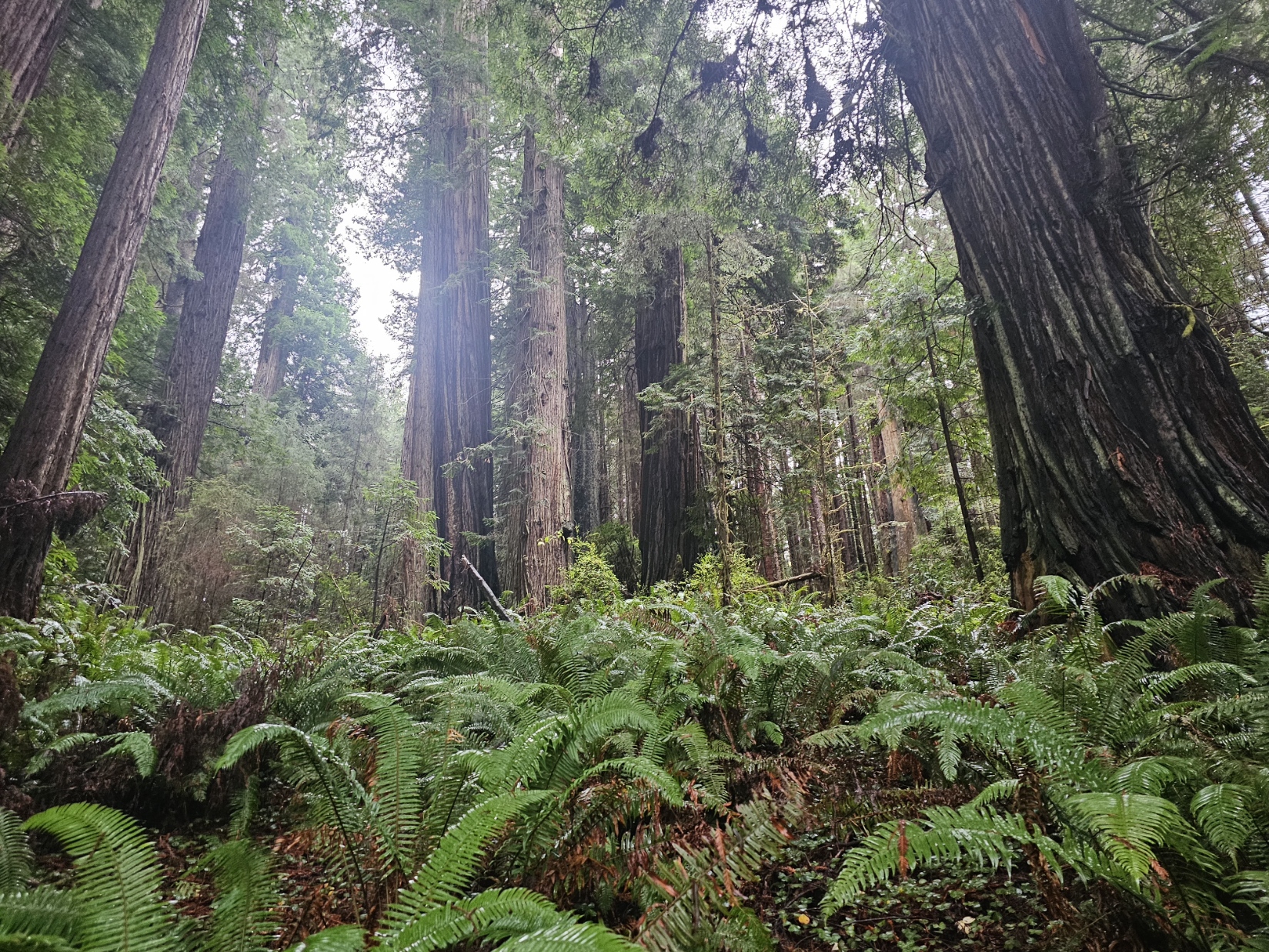 Redwood Forest